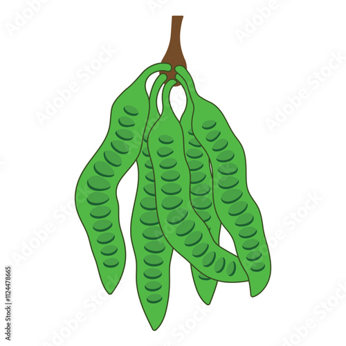 parkia speciosa aka petai or stinky bean logo vector