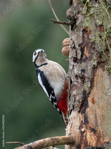 Buntspecht (Dendrocopos major) Männchen photo