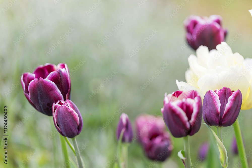 Obraz premium Dark burgundy purple tulip with white feathers on the edges. Jackpot