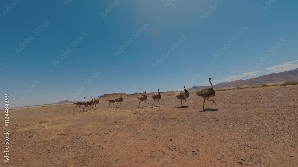 A Flock of Ostriches Crosses the Area A Flock of Ostriches Crosses the Area