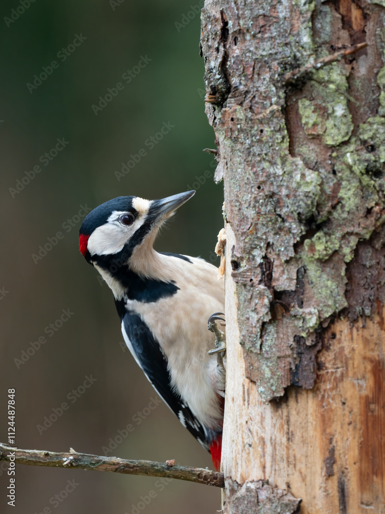 Naklejka premium Buntspecht (Dendrocopos major) Männchen