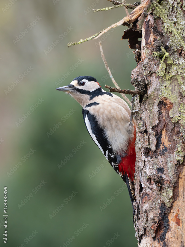 Buntspecht (Dendrocopos major) Männchen Buntspecht (Dendrocopos major) Männchen