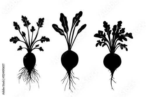 Three distinct silhouettes of root vegetables showcasing their leafy tops and intricate root structures for botanical design.