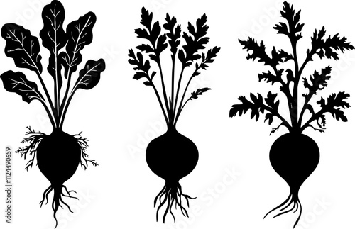 Silhouettes of various root vegetables, including beetroot and radish, showcasing their leaves and structure for culinary and agricultural use.