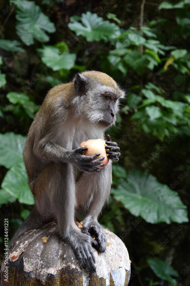 Obraz premium Monkey eating an Apple in the Rainforest