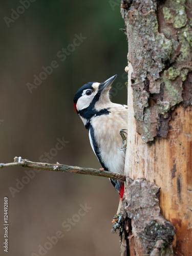 Buntspecht (Dendrocopos major) Männchen photo