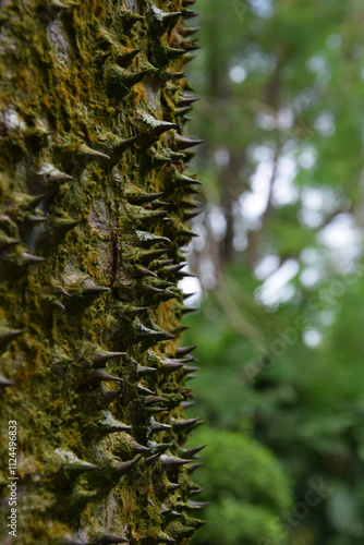 Photography Tropical Tree with Thorns in Kuala Lumpur, Malaysia