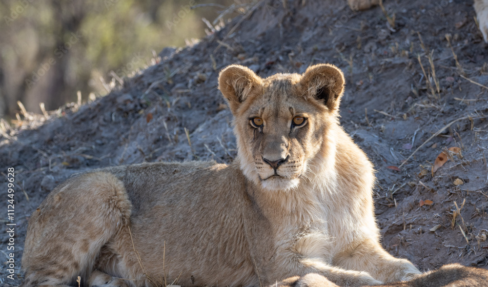 African Lion in Zimbabwe Hwange National Park African Lion in Zimbabwe Hwange National Park