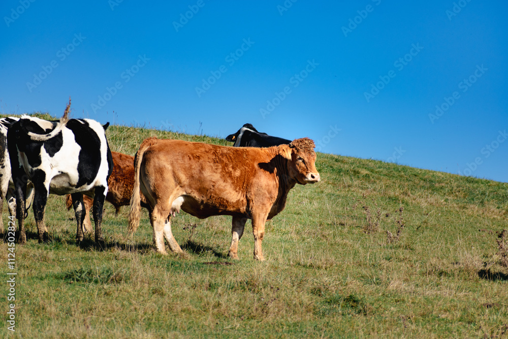 Light brown cow in a meadow, vacca Light brown cow in a meadow, vacca