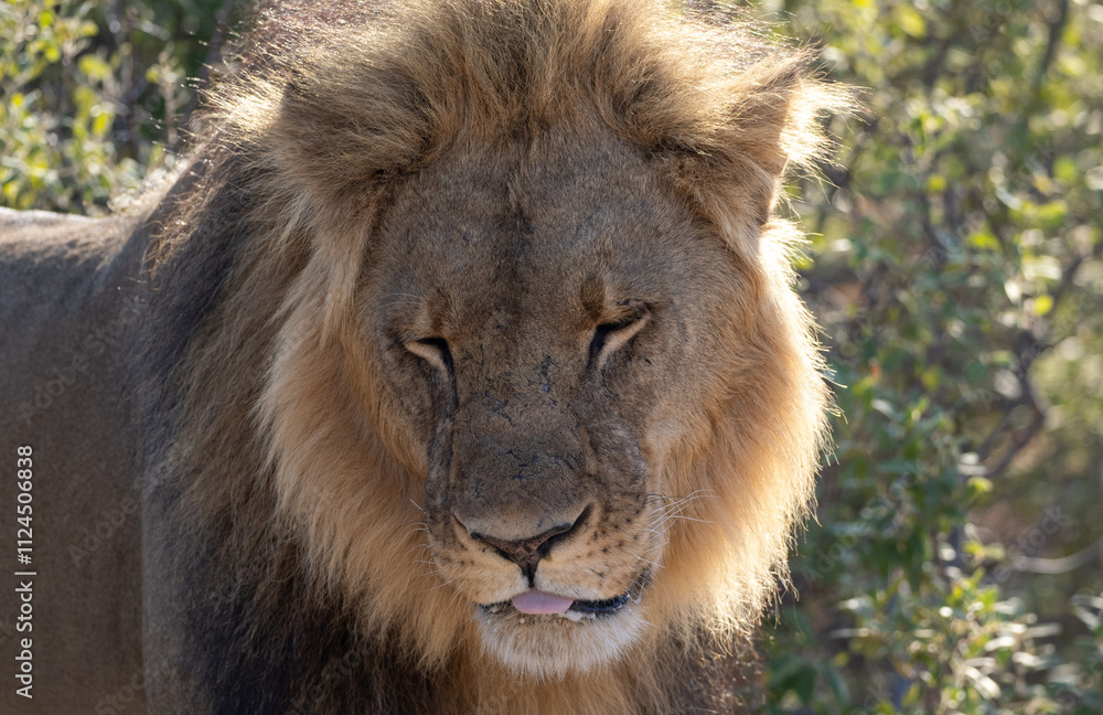 African Lion in Zimbabwe Hwange National Park African Lion in Zimbabwe Hwange National Park