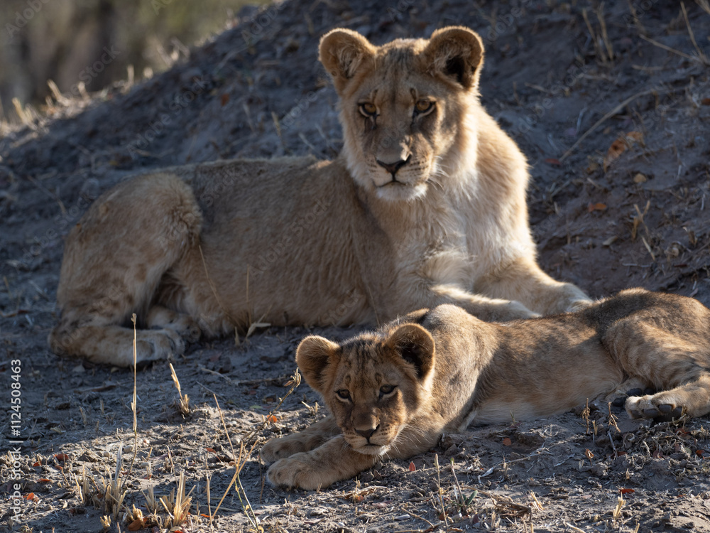 Fototapeta premium African Lion in Zimbabwe Hwange National Park