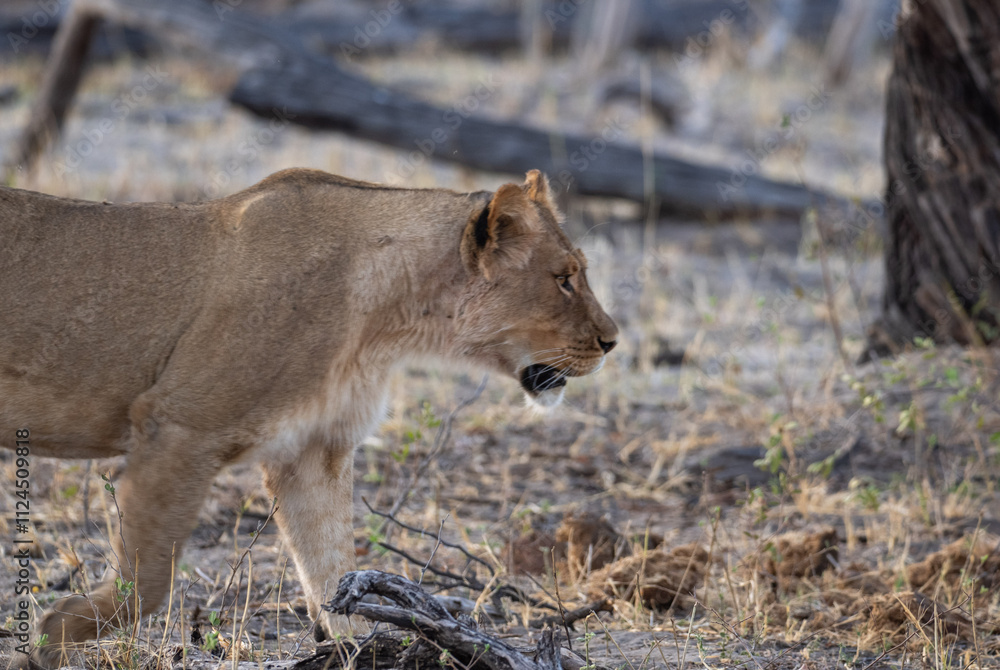 Fototapeta premium African Lion in Zimbabwe Hwange National Park