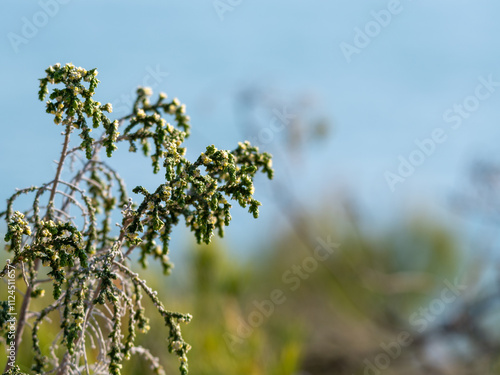 Foto en primer plano de una bufalaga hirsuta con hojas delgadas y flores diminutas, destacando contra un fondo borroso de cielo azul y vegetación.