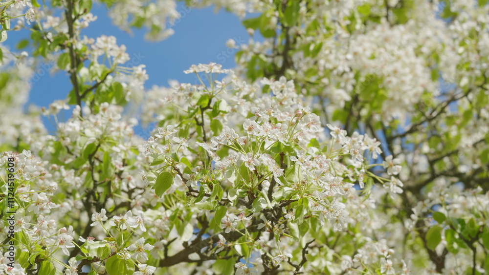Pear Blossoms Swaying In Wind. Branches Of A Sweet Pear Tree With White Flowers. Pear Tree Blossom. Branch Of Tree With Small White Flowers In Bloom. Pear Blossoms Swaying In Wind. Branches Of A Sweet Pear Tree With White Flowers. Pear Tree Blossom. Branch Of Tree With Small White Flowers In Bloom.