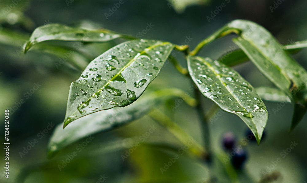 Raindrops on the beautiful green leaves of the plant. Water drops on leaves. Leaf of a plant with raindrops. Nature, mindfulness, beauty of nature, beautiful nature. Raindrops on the beautiful green leaves of the plant. Water drops on leaves. Leaf of a plant with raindrops. Nature, mindfulness, beauty of nature, beautiful nature.