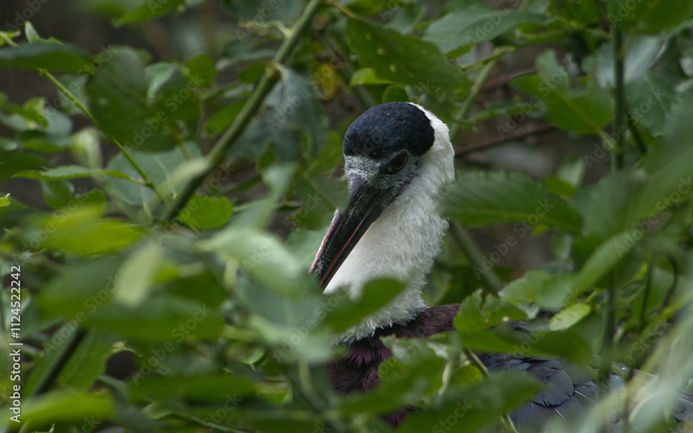Obraz premium Portrait of an Asian woollyneck in the treetops. Asian woollyneck among the leaves. Close-up of a large bird among the leaves of a tree.