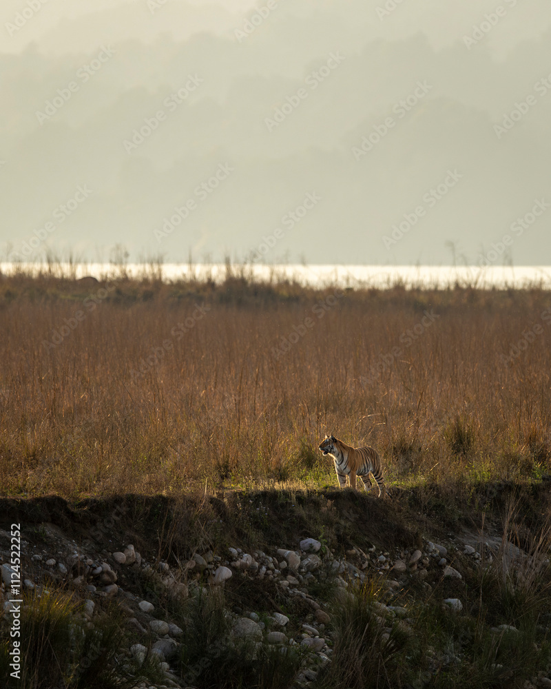 Wild royal bengal tiger or panthera tigris standing in backlight in vast and scenic landscape of dhikala zone in winter season safari at jim corbett national park forest reserve uttarakhand india asia Wild royal bengal tiger or panthera tigris standing in backlight in vast and scenic landscape of dhikala zone in winter season safari at jim corbett national park forest reserve uttarakhand india asia