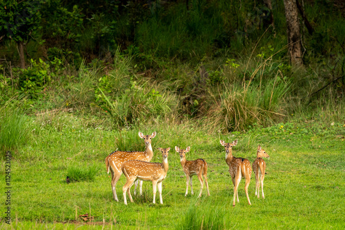 Fotografie wild spotted deer or chital at bandhavgarh national park forest tiger reserve ma
