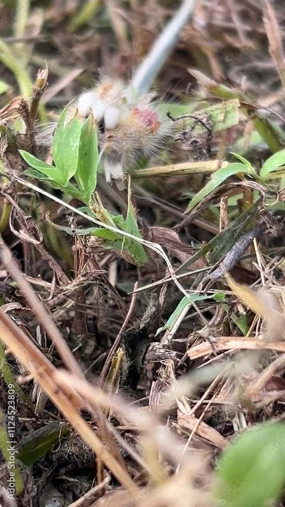Hairy caterpillars crawl on the leaves in the garden. Hairy caterpillars crawl on the leaves in the garden.