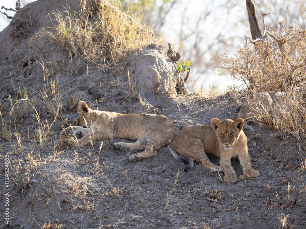 African Lion in Zimbabwe Hwange National Park African Lion in Zimbabwe Hwange National Park