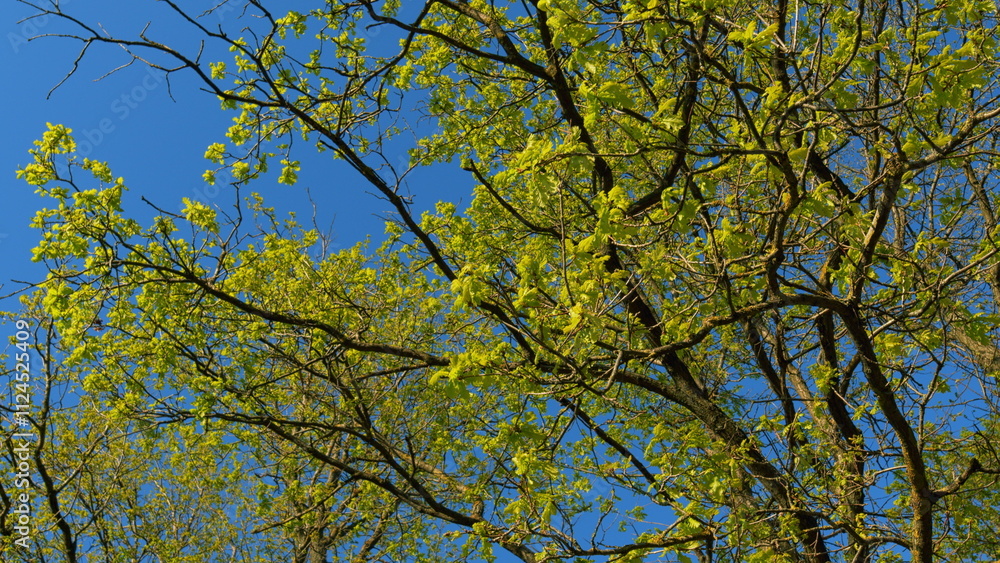 Obraz premium Calm Healing Footage. Sun Shines Through Foliage. Spring Oak Leaves On A Dark Background. Summer Wood. Oak Foliage And Flowers In Spring Season.