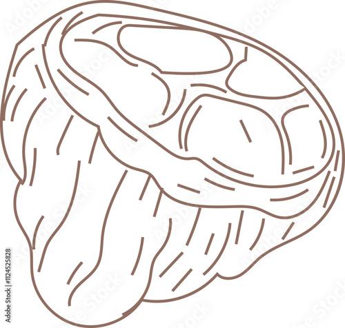 Line art illustration of a cacao pod split open, showing seeds inside.