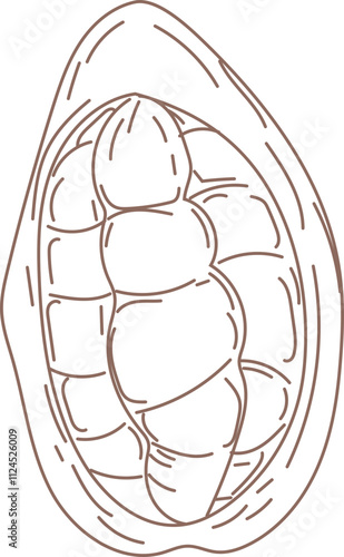 Line art illustration of a cacao pod split open, showing seeds inside.