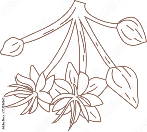 Vanilla Flower and Pods Line Drawing.