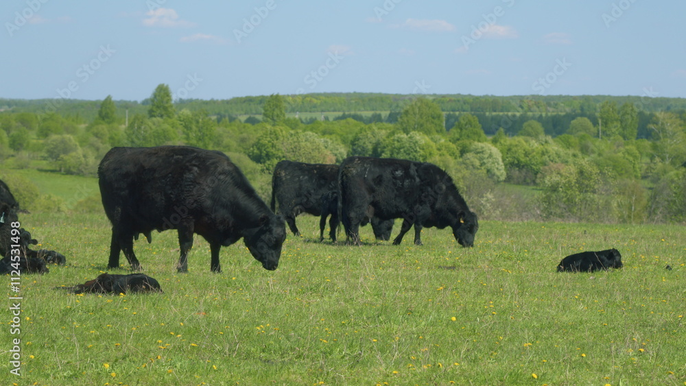 Black Angus In Summer Green Grassy Meadow. Cows On A Green Field. Peaceful And Sunny Landscape. Animal Grazing In Pasture. Black Angus In Summer Green Grassy Meadow. Cows On A Green Field. Peaceful And Sunny Landscape. Animal Grazing In Pasture.