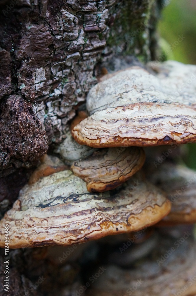 bark of a tree with mushrooms growing on it bark of a tree with mushrooms growing on it