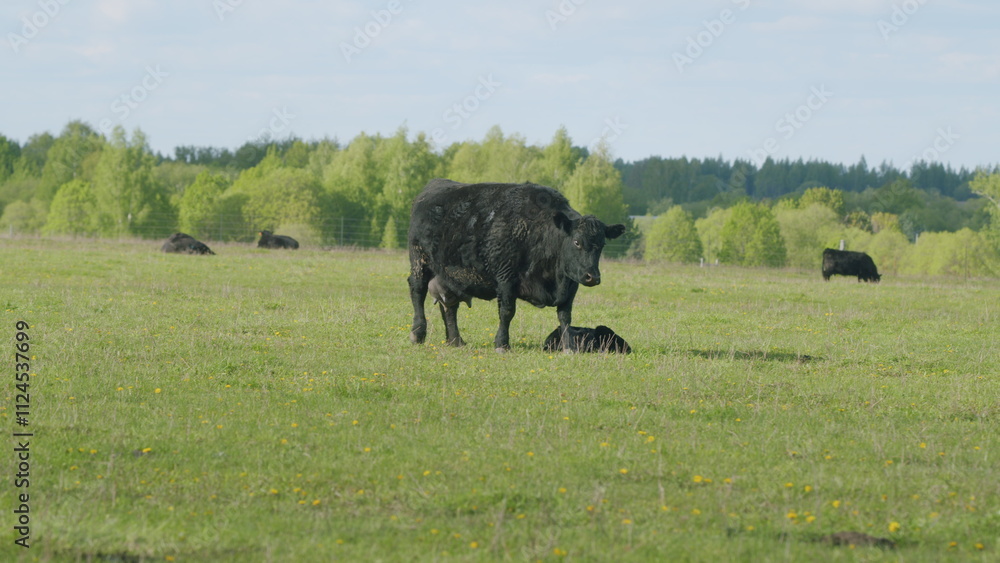 Cows On Summer Day Pasture. Black Angus Grazing On Pasture. Field Of Cows Grazing At Day. Farming Business. Cows On Summer Day Pasture. Black Angus Grazing On Pasture. Field Of Cows Grazing At Day. Farming Business.
