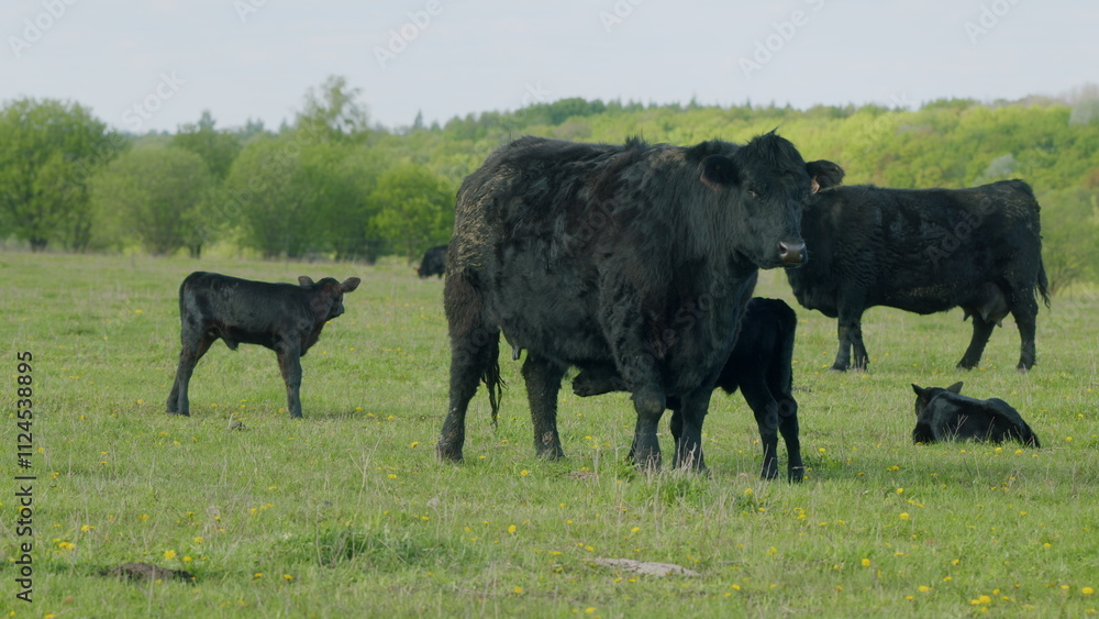 Herd Or Black Angus Cows. Black Angus Calf Suckling From Mother At Free Range Farm. Cow Feeding Her Calf In The Beautiful Countryside. Herd Or Black Angus Cows. Black Angus Calf Suckling From Mother At Free Range Farm. Cow Feeding Her Calf In The Beautiful Countryside.