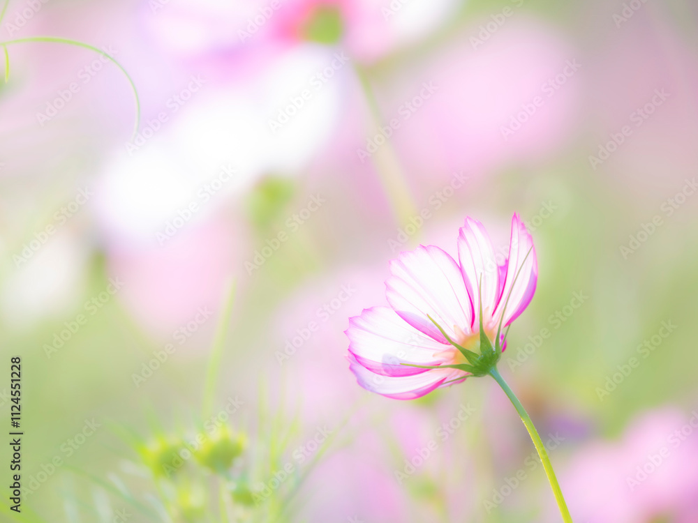 Obraz premium 秋の公園や花壇を彩るコスモスのある風景。背景。自然風景素材。