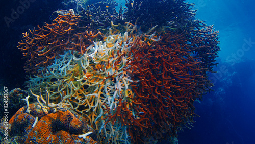 Fototapeta Naklejka Na Ścianę i Meble -  Staghorn coral suffering from coral bleaching with some remaining healthy brown polyps. Raja Ampat, Indonesia