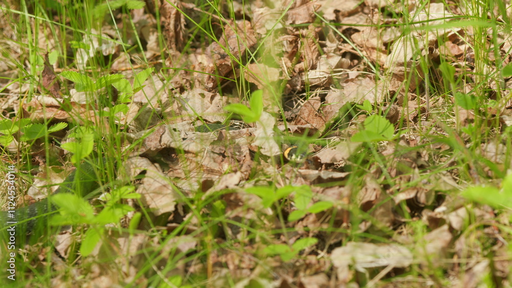 Grass Snake In Green Leaves. Moving Snake. Adder Head Raising In Forest Early Spring Forest. Grass Snake In Green Leaves. Moving Snake. Adder Head Raising In Forest Early Spring Forest.