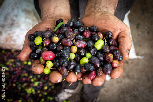 Hands holding olives on an olive farm in the Setif countryside in Algeria.