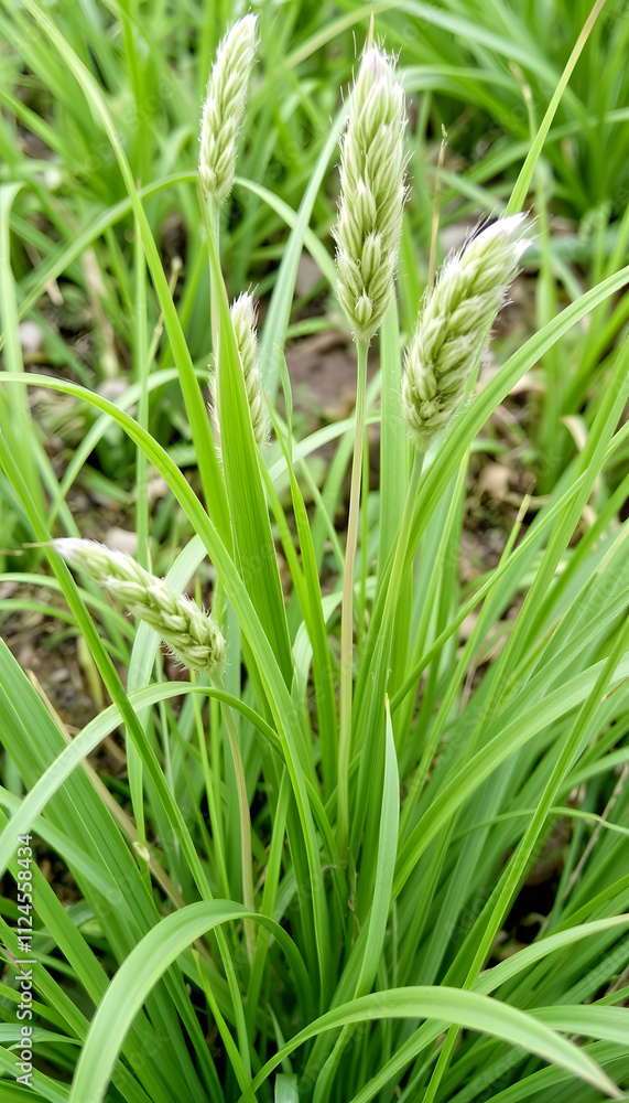 Plant pattern from Lagurus grass, detailed Plant pattern from Lagurus grass, detailed
