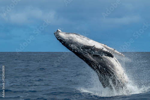 Humpback whale breaching in the ocean near Vava'u, Tonga