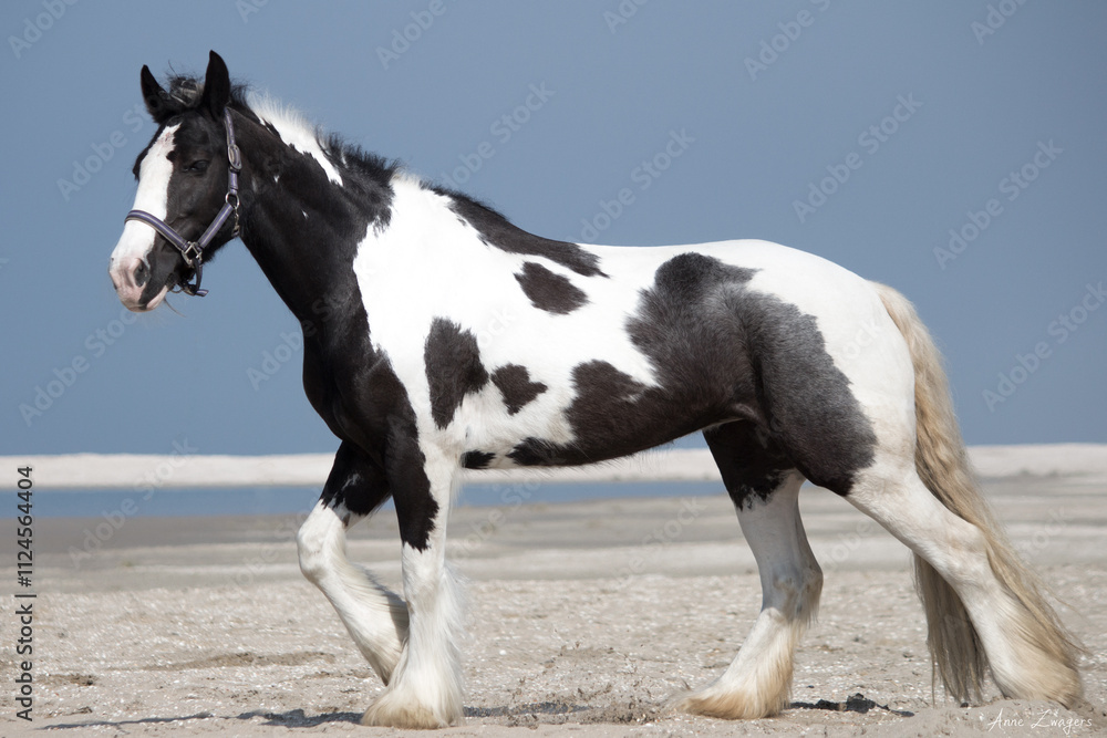 Gypsy Vanner Horse on the Beach Gypsy Vanner Horse on the Beach