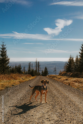 Adventurous Pup on a Scenic Mountain Trail