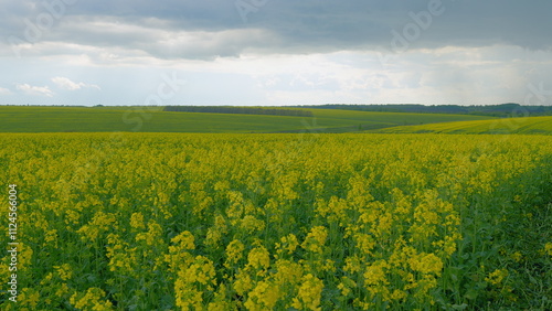 Canvastavla Beautiful Rapeseed Flowers Against Blue Sky With White Clouds