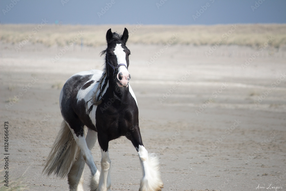 Gypsy Vanner Horse on the Beach Gypsy Vanner Horse on the Beach