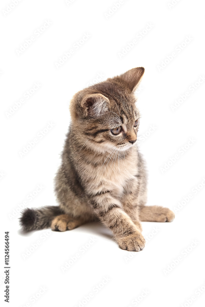 Fluffy tabby kitten with soft striped fur, sitting and gazing down intently. Whiskers and ears perked up. Isolated on a white background Fluffy tabby kitten with soft striped fur, sitting and gazing down intently. Whiskers and ears perked up. Isolated on a white background