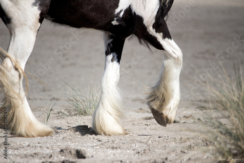 Bild auf Leinwand Gypsy Vanner Horse on the Beach