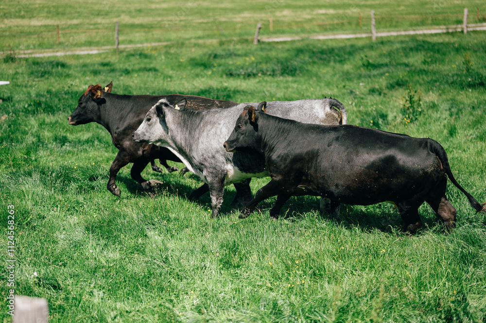Drei Kühe laufen über eine grüne Weide, umgeben von einem natürlichen Zaun. Die Szene vermittelt ländliche Idylle und Freiheit in der Natur.