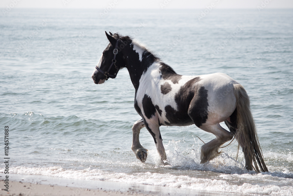 Gypsy Vanner Horse on the Beach Gypsy Vanner Horse on the Beach
