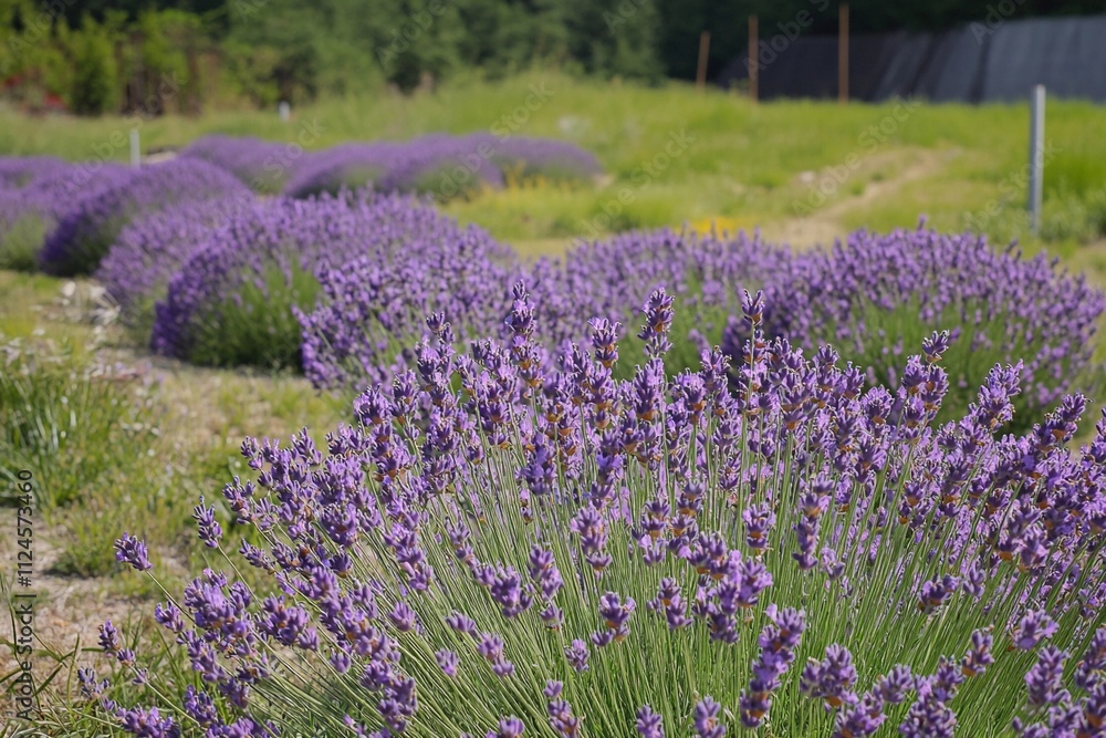 Beautiful lavender fields bloom under sunny sky in springtime season. Generative AI Beautiful lavender fields bloom under sunny sky in springtime season. Generative AI