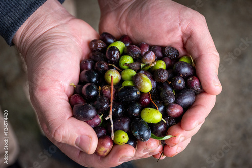 Hands holding olives on an olive farm in the Setif countryside in Algeria.