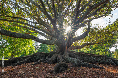 Huge Moreton Fig Tree (Ficus Macrophylla) with long roots and sun with sunbeams in Auckland Domain, Auckland, New Zealand. photo