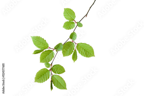 Branch of European Hornbeam (Carpinus betulus) with fresh foliage in spring, white background.